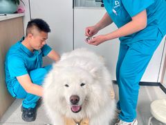 -西安京西宠物医院·瘫痪·疑难杂症