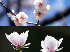 -秋霞圃