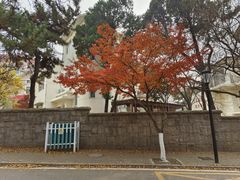 -八大关景区