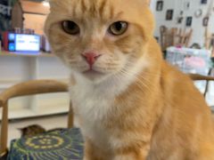 -平行世界·猫咖(首经贸店)