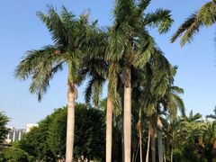 景点-白鹭洲公园