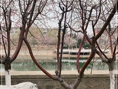 -桃花堤公园