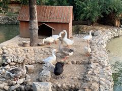 -静之湖湖畔餐厅