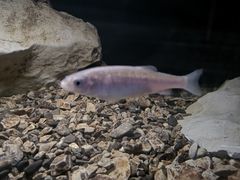 -波斯托伊纳溶洞