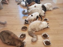 -有喵·猫咖·狗咖·30几只猫10只小狗(岗厦店)