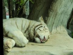 -北京野生动物园