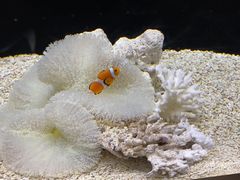 -大阪海游馆