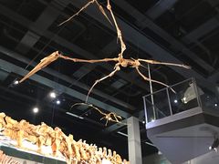 -墨尔本博物馆(Melbourne Museum)