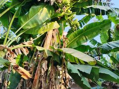 -均和墟历史街区-平和大押