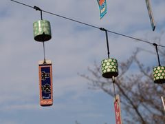 -顾村公园