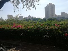 -金鸡岭桥头公园