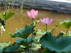 -石家庄市植物园