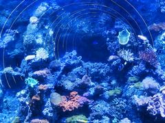 -江和美海洋公园