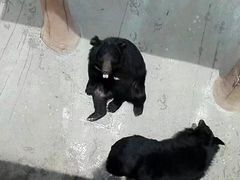-东方熊牧场
