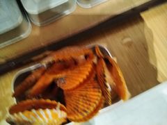 -龙岩佰翔京华酒店(京华购物中心店)