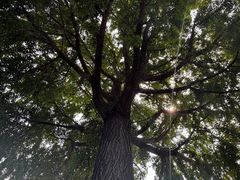 -自如ZSPACE四合院艺术餐厅