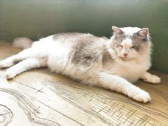 -猫猫幼稚园·撸猫·桌游·电玩