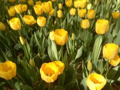 -洛阳郁金香牡丹园