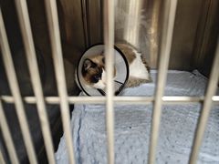 -瑞派康怡24h宠物医院·犬猫医疗中心·微创绝育(瑞景分院)