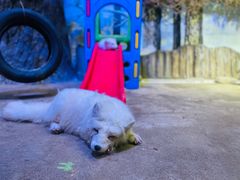 -芜湖新华联大白鲸海洋公园