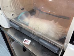 -瑞派名望志远动物医院·猫科·內科·异宠专科(直港大道店)