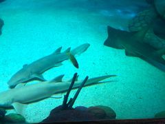 -悉尼海洋生物水族馆