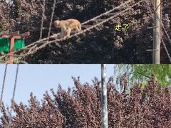 -西安秦岭野生动物园