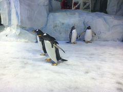 -芜湖新华联大白鲸海洋公园