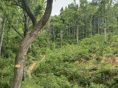 -青龙山国家森林公园