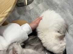 -楼上猫咖(罗湖店)