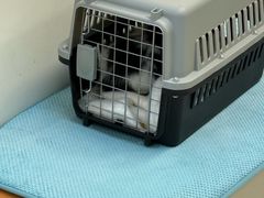 -爱妮康宠物医院·干细胞免疫细胞·肿瘤·心脏(张江店)