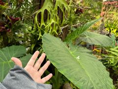 -北京植物园-展览温室