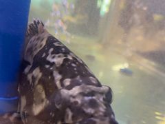 -同喜烤鸭店(光芒店)