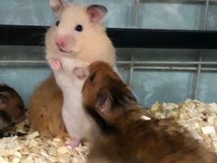 -钓仓鼠(洋桥北里小区店)