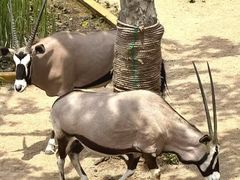 -西霞口神雕山野生动物世界