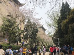 -武汉大学-樱园