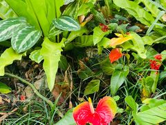 -中国科学院西双版纳热带植物园