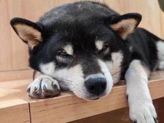 -是阿柴呀！柴犬咖啡·爱喵喵猫咖