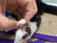 -纳吉亚猫专科动物医院博雅分院