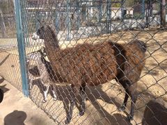 -大连森林动物园