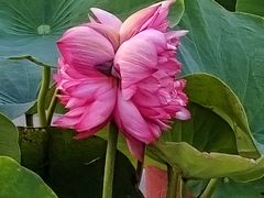 -莲花池公园