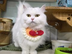 -佳雯宠物医院·皮肤科·内外科(春晓路分院)