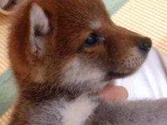 -柴犬小屋·柴餐厅·狗咖食堂(金鼎广场店)