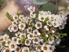 -双季花艺园艺市场(浦东店)