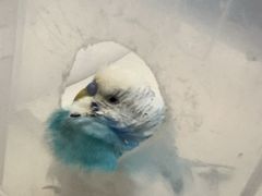 -爱侣宠医·鹦鹉专科·小型哺乳类·异宠专科(灵石路店)