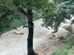 -大连森林动物园