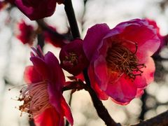 -青枫公园