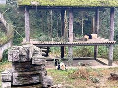 -中国大熊猫保护研究中心雅安碧峰峡基地