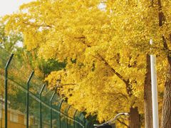 -三里屯东五街银杏大道