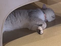-藏猫猫咖啡主题馆(中央大道店)